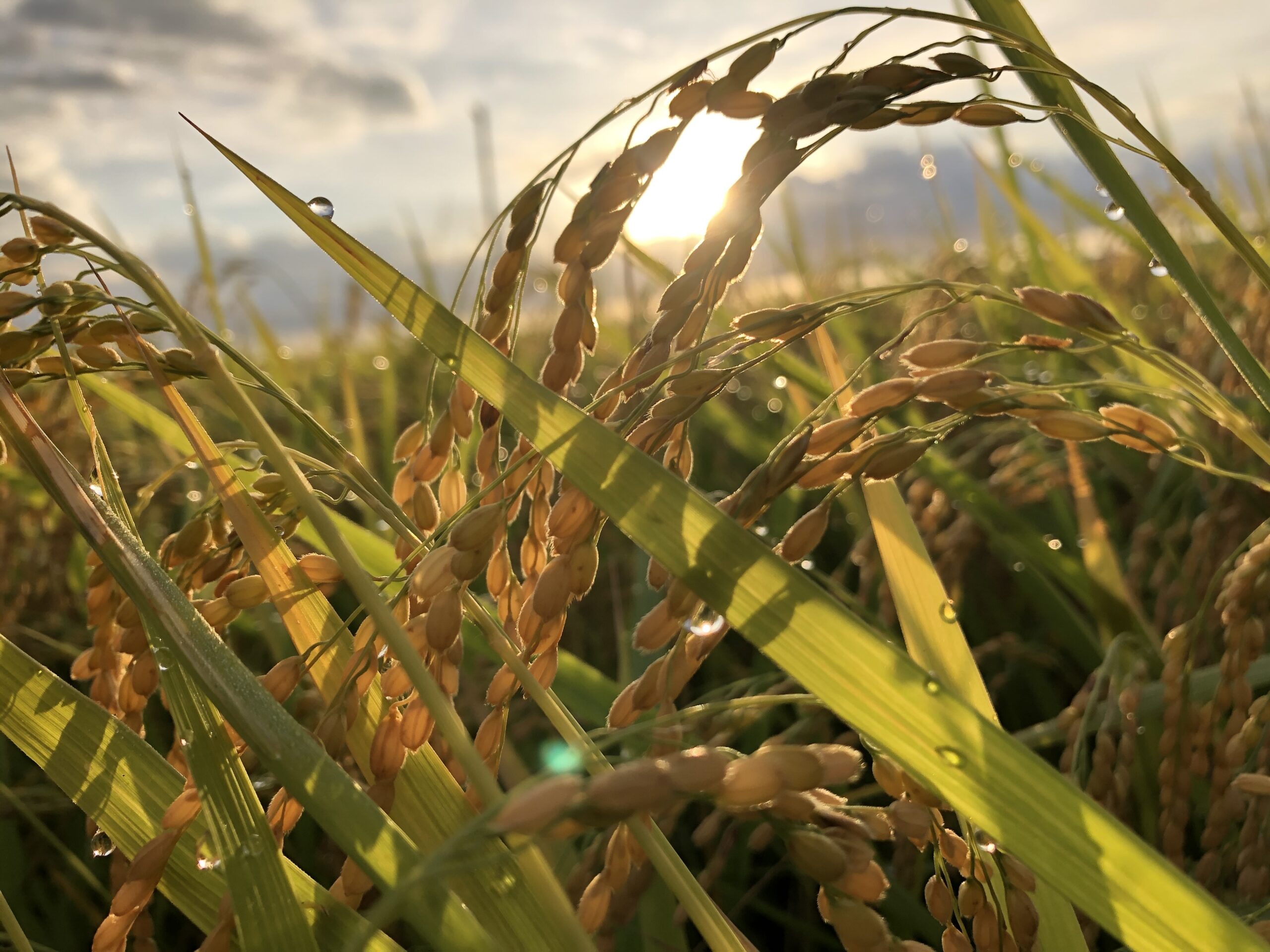 美しく実った稲