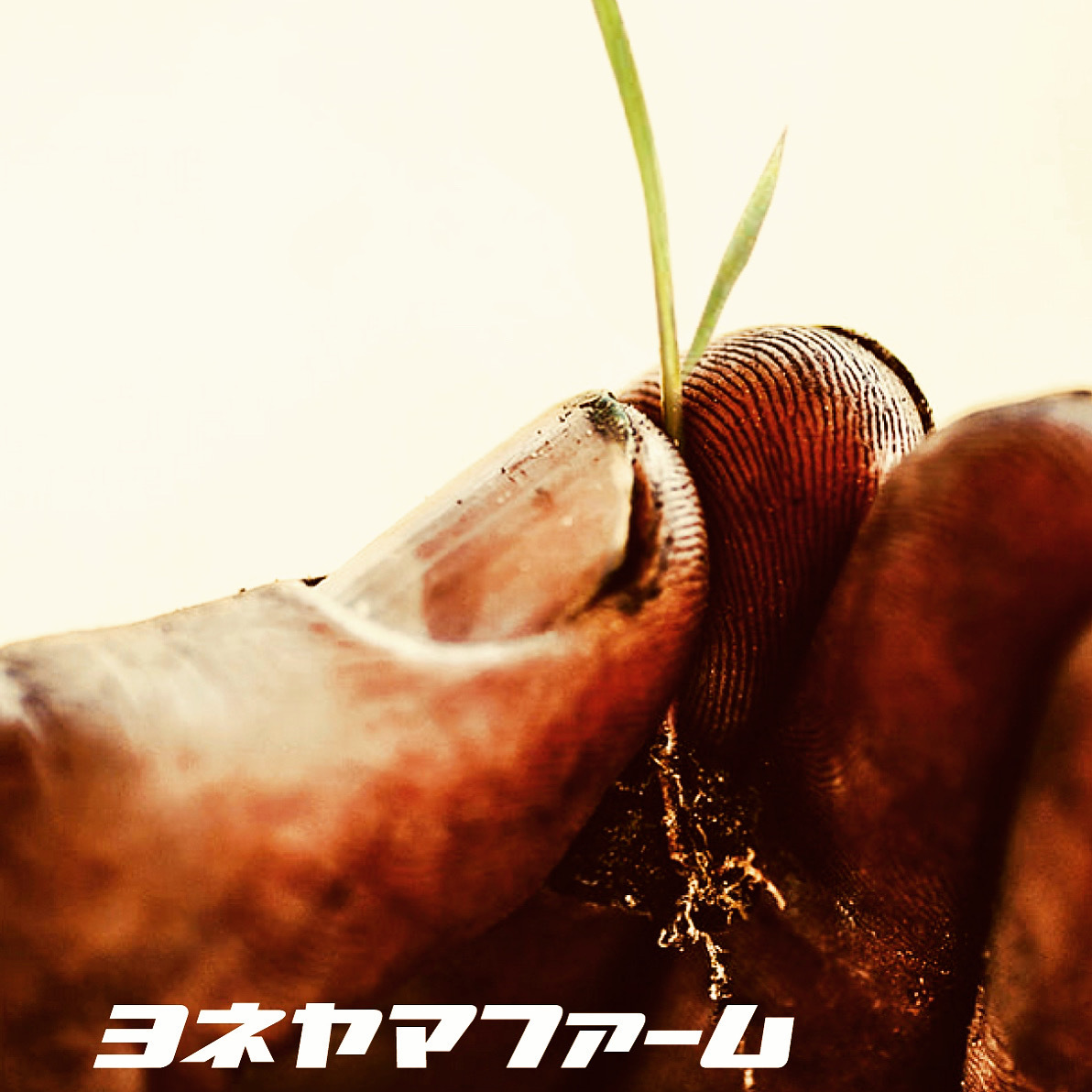 食へのこだわり メインビジュアル