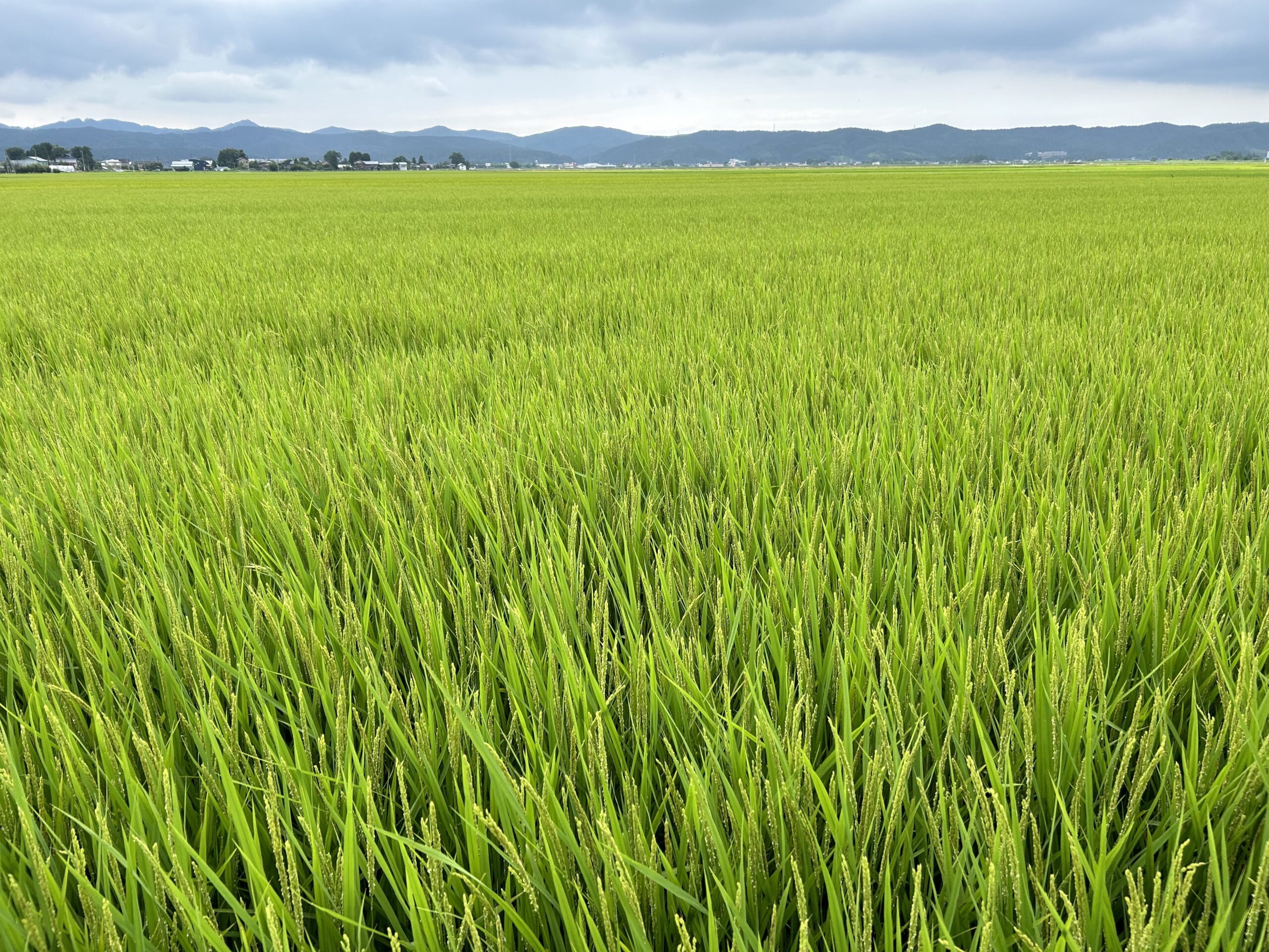 長岡市の美しい田んぼ